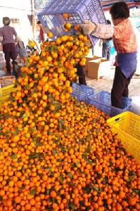 農產品行銷渠道