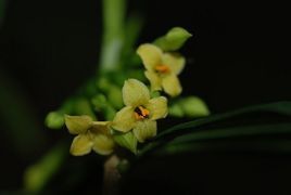 台灣瑞香 台灣瑞香