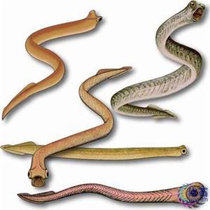 牙形動物復原圖