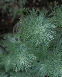 三裂菊蒿 三裂菊蒿