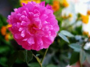 甜蜜馬車 甜蜜馬車