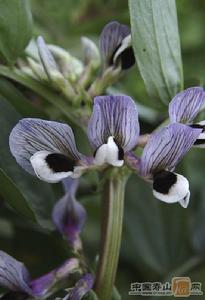 蠶豆莢殼[蠶豆莢殼]