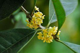 丹桂飄香[漢語成語]