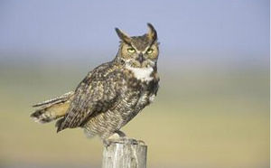 巨角貓頭鷹 巨角貓頭鷹