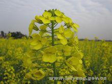 大市鄉油菜花開兆豐年
