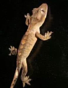 綠眼壁虎 綠眼壁虎