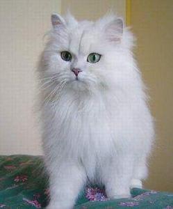 英國長毛貓 英國長毛貓