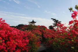 五朵金花[湖北麻城地方旅遊品牌]