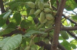 寬果紫金龍 寬果紫金龍