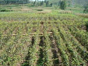 阿瓦寨村葡萄園