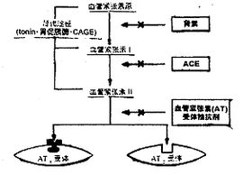 醛固酮拮抗劑 醛固酮拮抗劑