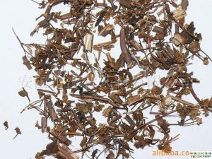 刺藦苓草 刺藦苓草