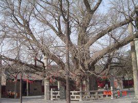 莒國文化 莒國文化