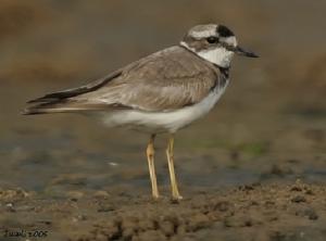 （圖）長嘴劍鴴