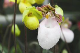 金童玉女[芍藥屬雜交品種]