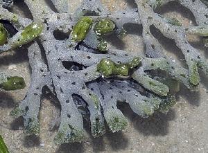 紅皮藻科 紅皮藻科