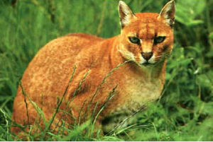 非洲金貓屬 非洲金貓屬