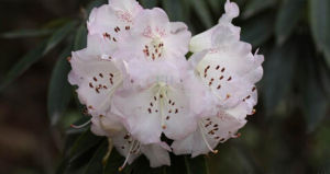 岷江杜鵑 岷江杜鵑