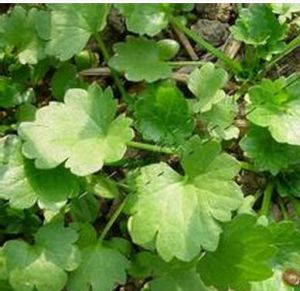 狹葉鹼毛茛 狹葉鹼毛茛