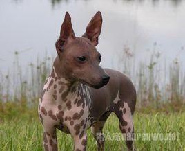 標準墨西哥無毛犬 標準墨西哥無毛犬