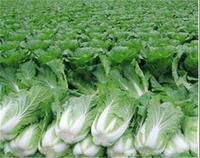 青麻葉大白菜 青麻葉大白菜