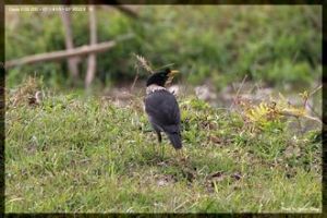 大尾棕翅鳩 大尾棕翅鳩