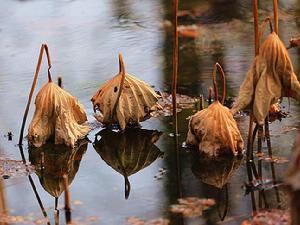 枯萎[漢語詞語]