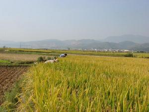 擁軍小區水稻種植業