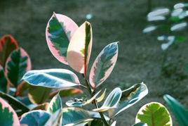 紅關公橡皮樹 紅關公橡皮樹