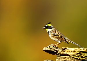 黑冠雀鵐屬 黑冠雀鵐屬