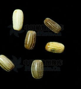 大葉藻科 大葉藻科