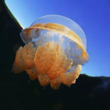 浮遊動物 浮遊動物