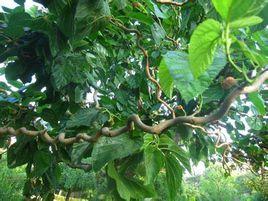 龍桑一號 龍桑一號