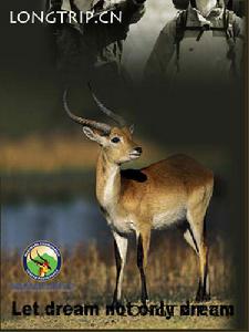 (圖)中國志願者保護藏羚羊協會