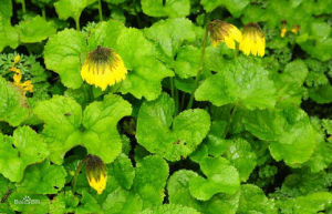 條裂垂頭菊 條裂垂頭菊