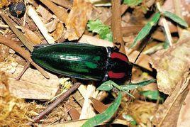 虹彩叩頭蟲 虹彩叩頭蟲