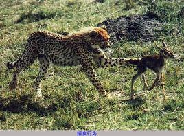 生物因素 生物因素