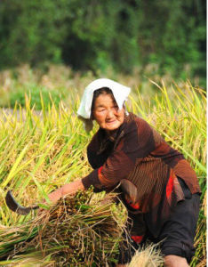 秋收的老人 秋收的老人