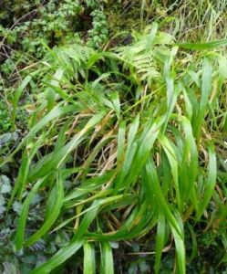 短柄草族 短柄草族