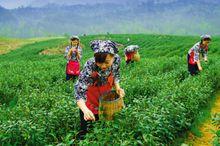 靖安白茶種植基地圖集