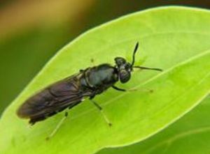 血梗蟲屬 血梗蟲屬