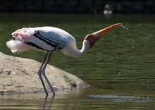 白頭䴉鸛 白頭䴉鸛