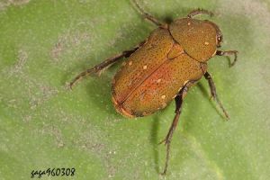 細微黑花金龜 細微黑花金龜