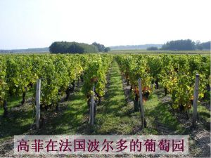 高菲法國葡萄酒 高菲法國葡萄酒