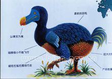 渡渡鳥[滅絕鳥類]