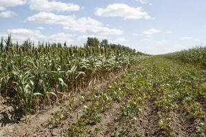 大布蘇鎮農業種植