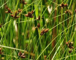 新華藨草 新華藨草