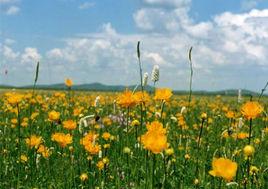 五花黨參 五花黨參