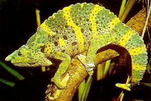 變色龍[桌面遊戲]