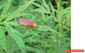 中華擬歪尾蠊 中華擬歪尾蠊